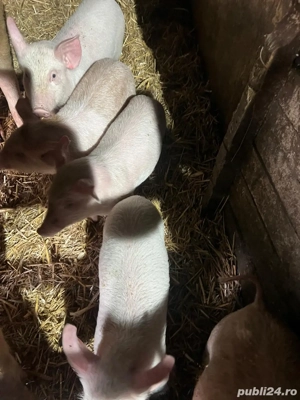 vand purcei 7 saptamani - imagine 3