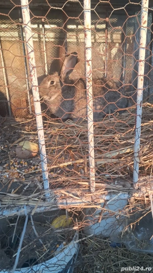 doua iepurite de vanzare 400