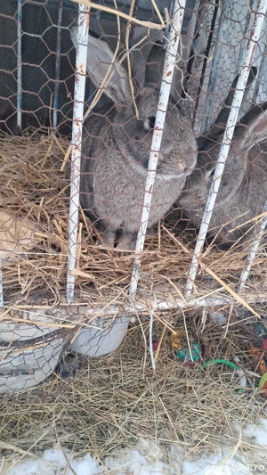 doua iepurite de vanzare 400 - imagine 2