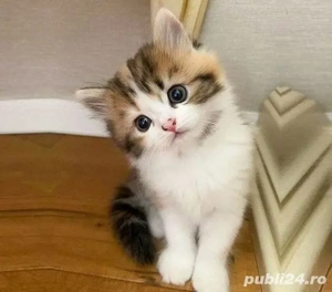 Calico foarte frumoși 