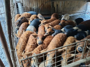 Purcei Mangalița si Bazna de vânzare 