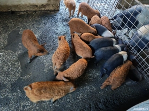 Purcei Mangalița si Bazna de vânzare  - imagine 5