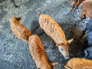 Purcei Mangalița si Bazna de vânzare  - imagine 4