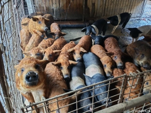 Purcei Mangalița si Bazna de vânzare  - imagine 2