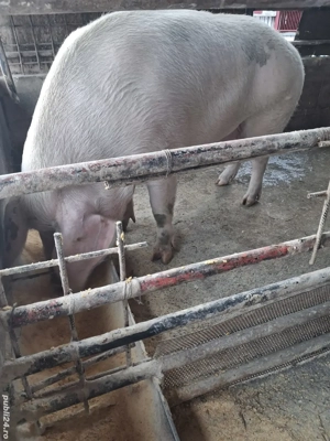 de vânzare scroafă 270..280 kg rasă marele alb ofer transport 