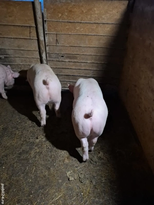 Vând purcei  - imagine 5