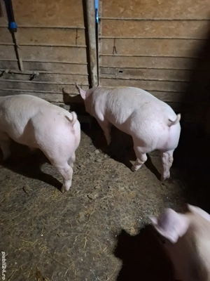 Vând purcei  - imagine 4