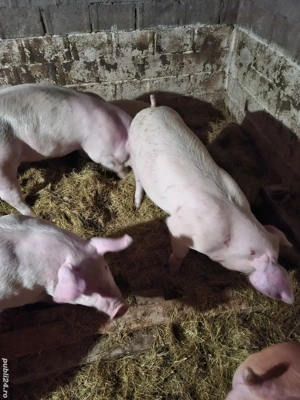 Vând purcei  - imagine 3