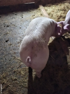 Vând purcei  - imagine 2