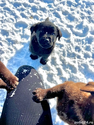 Labrador de vanzare  - imagine 2