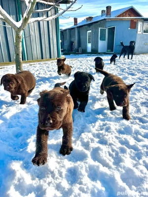 Labrador de vanzare  - imagine 4
