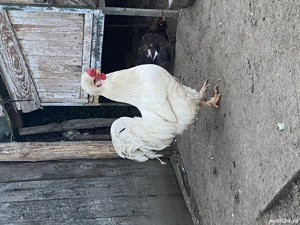 Cocoși playmouth barat  - imagine 4