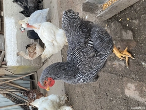 Cocoși playmouth barat 