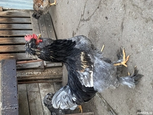 Cocoși playmouth barat  - imagine 3