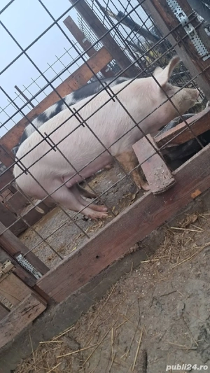 doua scoafe date la monta cu duroc 