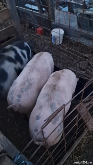 doua scoafe date la monta cu duroc  - imagine 2