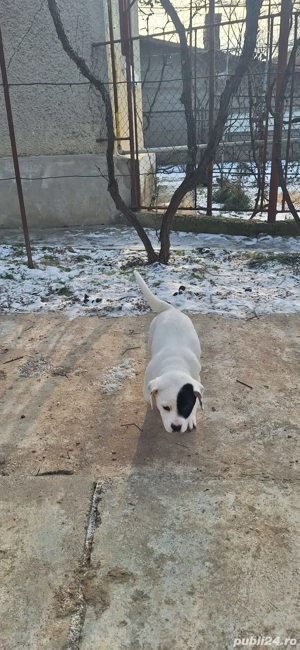 Donăm cățeluși jucăuși, în vârstă de 2 luni, unor familii iubitoare