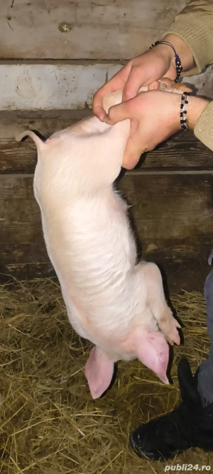 Vând Purcei  - imagine 2