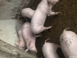 Vand 4 purcei masculi