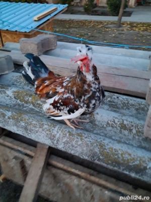 Gaini pitice - imagine 3