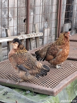 Gaini pitice - imagine 4