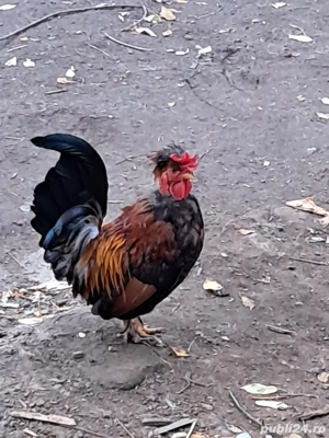 Gaini pitice - imagine 5