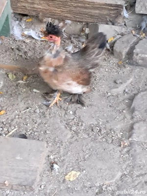 Gaini pitice - imagine 2