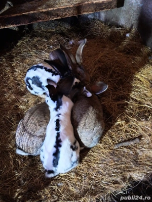 Urias german  - imagine 3