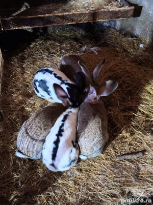 Urias german  - imagine 2