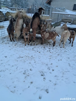 Capre de vanzare - imagine 2