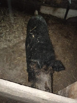 Vând scroafa de mangalitacu purcei  - imagine 3