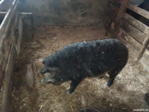 Vând scroafa de mangalitacu purcei  - imagine 2