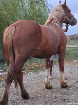 Vând mânză de 3ani - imagine 3