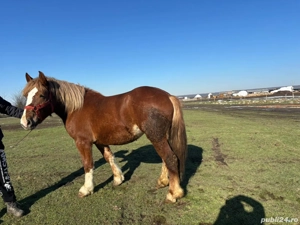 Vând mânză de 3ani