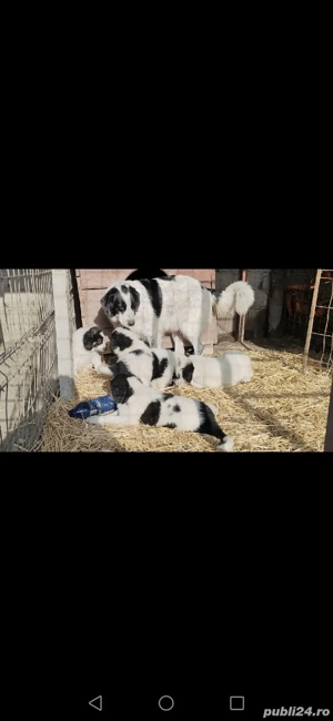 Căței Ciobanesc romanesc de Bucovina 