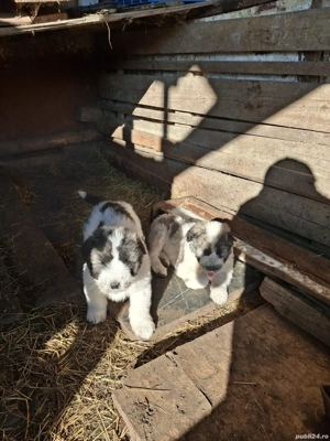 Vând căței Ciobănesc Mioritic 6 săptămâni  - imagine 3