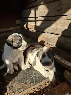 Vând căței Ciobănesc Mioritic 6 săptămâni 