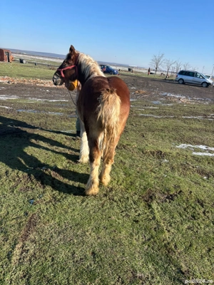 Vând iapa de 5  ani și mana de 9 luni - imagine 3