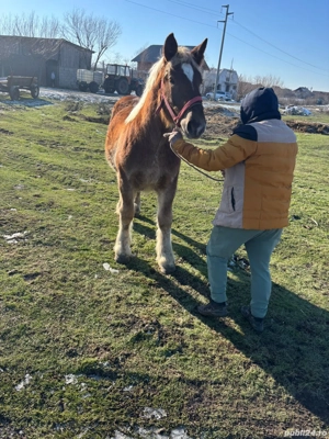 Vând iapa de 5  ani și mana de 9 luni - imagine 2
