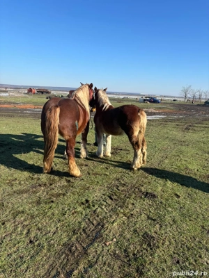 Vând iapa de 5  ani și mana de 9 luni - imagine 4