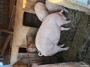 Vand porci grasi - imagine 2