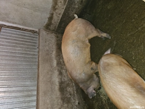 Vand porci grasi - imagine 3