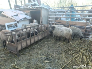 vand 3 carlani si  6 oi  - imagine 2