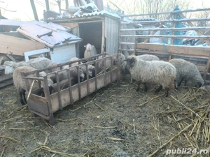 vand 3 carlani si  6 oi 