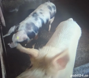 vând porci  - imagine 3