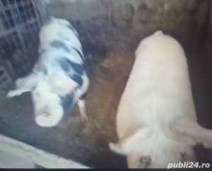 vând porci  - imagine 2