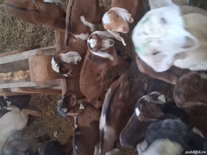 vand iedute  - imagine 2