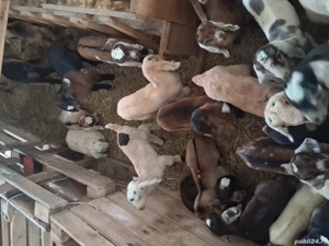 vand iedute  - imagine 3