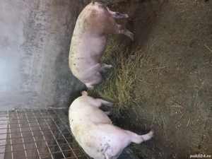 De vânzare  ce se vede in poza 