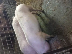 De vânzare  ce se vede in poza  - imagine 4